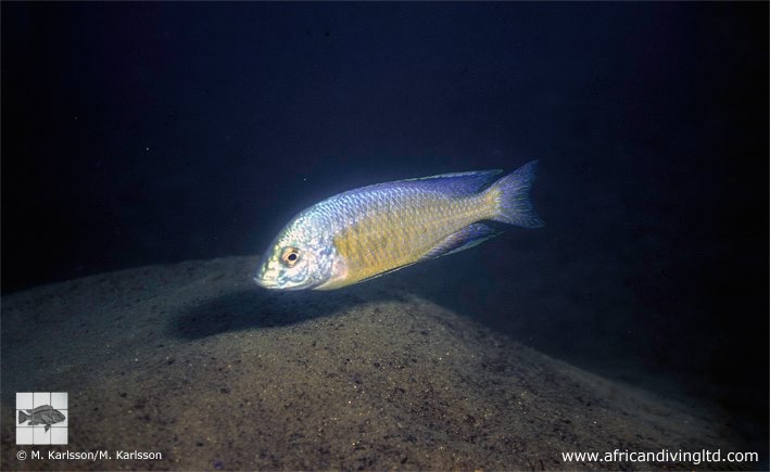 Protomelas pleurotaenia 'Metangula'